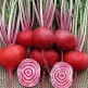 022000-roodwitte-kroten-chioggia-tonda-di-chioggia