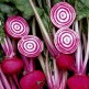 022100-roodwitte-kroten-chioggia-guardsmark-anello