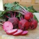022105-roodwitte-kroten-chioggia-anelli-rossi