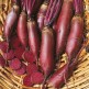 024000-lange-rode-kroten-cylindra
