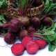 024210-eenkiemige-kroten-moneta