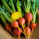 024370-goudgele-kroten-boldor