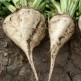 026000-suikerbieten-sweet-big