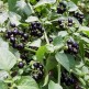 030050-blauwe-wonderbes-mrs-garden