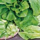 070090-blonde-groenlof-sauvage-blonde-amelioree-grumolo-biondo