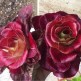 070095-roosjeslof-grumolo-rosso