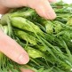 070490-capucienenbaard-catalogna-puntarelle-brindisina-puntarelle-di-galatina