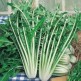 070500-capucienenbaard-catalogna-foglia-frastagliata