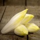 071010-witlof-videna-type-hollandse-middelvroeg-hollandse-middelvroeg