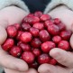 076000-cranberry