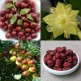 080500-dadel-chinese