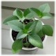 333000-basilicum-citrodorum-aromata-lemonette