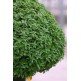 333100-griekse-basilicum-minette-basito