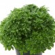333110-griekse-basilicum-greco-palla