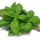 333200-basilicum-grove-genovese-type