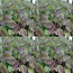 333500-heilige-basilicum-samui-red-tulsi