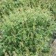 333504-citroenbasilicum-kivumbasi-lime