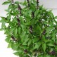 333510-heilige-basilicum-nicobar-green-tulsi