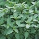 333600-horapha-basilicum-queenette