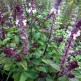 333630-kaneelbasilicum-cinamonette