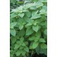 333645-basilicum-mrs-burns-selasih
