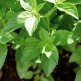333830-basilicum-sweet-thai-lime