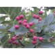347760-kiespijnboom
