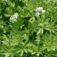 349000-lieve-vrouwe-bedstro