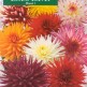 516000-dahlia-variabilis-cactus-hybrids-mixed