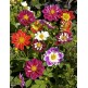 516050-dahlia-variabilis-collarette-dandy-mixed