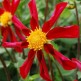 516150-dahlia-variabilis-honka-red