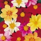 516200-dahlia-variabilis-mignon-mixed