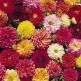 516340-dahlia-variabilis-bronze-leaf-mixed-bloody-mary-mixed