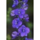 516500-delphinium-consolida-blue-cloud