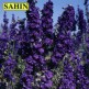 516510-delphinium-consolida-blue-spire