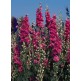 516830-delphinium-consolida-carmine-king