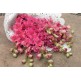 516900-delphinium-ajacis-pink-queen
