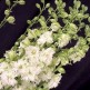 516970-delphinium-ajacis-white-king