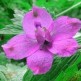 517010-delphinium-grandiflorum-butterfly-mix