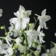 517040-delphinium-grandiflorum-white-butterfly