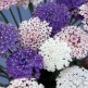 518010-didiscus-caeruleus-mixed-lacy