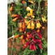 518815-eccremocarpus-scaber-tresco-mixed