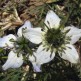 543340-nigella-sativa-zwarte-komijn