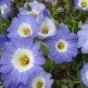 543400-nolana-paradoxa-blue-bird