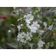 543800-omphalodes-linifolia-little-snow-white