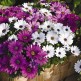 543920-osteospermum-ecklonis-daisy-mae