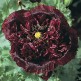 544600-papaver-somniferum-black-paeony-midnight
