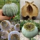 544620-papaver-somniferum-bowling-ball