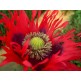 544755-papaver-somniferum-laciniatum-fringed-red