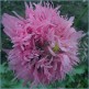 544840-papaver-somniferum-lilac-pompom